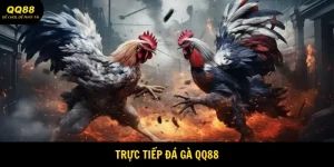 truc-tiep-da-ga-qq88-anh-dai-dien